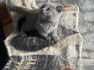 Britisch Kurzhaar Kitten Bkh - Reddelich