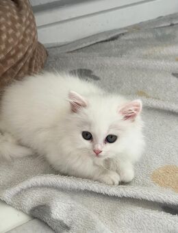 Bkh kitten zu verkaufen - Bottrop