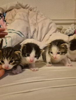 Kitten suchen Dosenöffner - Bockenem