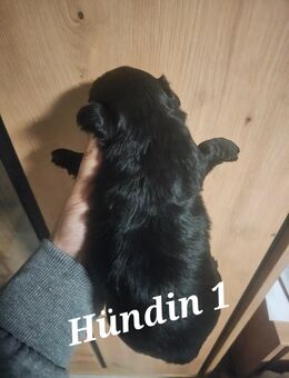 Zuckersüße Maltipoo-Welpen - Osnabrück