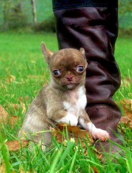 Auszugsbereit 15Wo. süßer typvoller Chihuahua Rüde Welpe KH in Sonderfarben Brindle - Biebergemünd