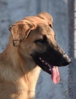 Bola braucht ein Zuhause Ho - Ludwigshafen (Rhein)