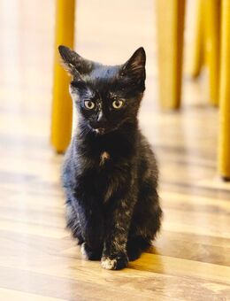 Zu verkaufen: Wunderschönes Katerchen (12 Wochen alt) - Köln