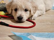 GoldenRetriever - Berger Blanc Suisse Welpen - Sirksfelde