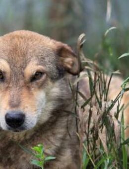 Max - wartet schon über 4 Jahre - Dreikirchen