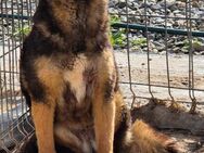 LEONIE sucht erfahrenes Zuhause - Neuberg