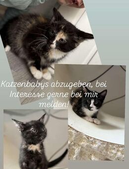 Katzen Babys suchen liebevolles zu Hause - Aldenhoven