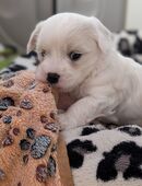 Morkie Welpe 1 Rüde in 91572