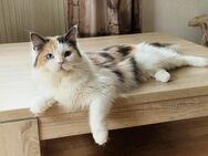 Wunderschöne Mädchen Maine coon Mix(3 Jahre alt ) kastriert. - Mainhardt