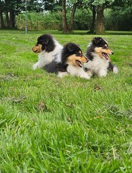 Wunderschöne Tricolour Collie-Welpen mit liebevoller Aufzucht - Wingst