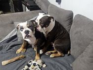 Junge Englische Bulldogge zum Verlieben - Zuchtfamilie - Windhagen