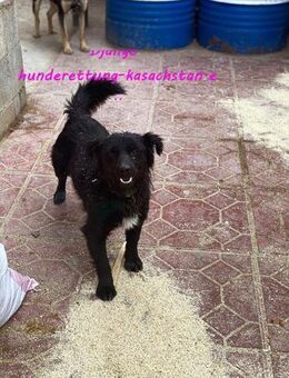 Unser Django sucht.... - Schwerte (Hansestadt an der Ruhr)