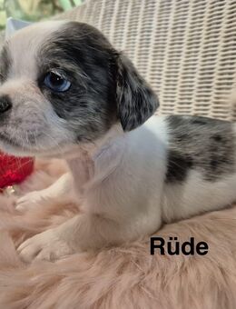 Französisch Bulldoggen mix Welpen suchen eine Familie - Eydelstedt