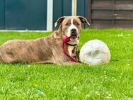 Junghund Lucky sucht zuhause - Neustadt-Glewe