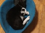 Süßes Katzenmädchen Klara (fast 6 Monate) sucht liebevolles Zuhause 🐾 - Bünde