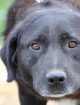 Douce - ❤️❤️sehr verspielt u. kinderlieb - Lohra