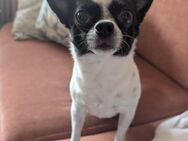 Sally unkastriert ca 5 Jahre sucht Familie - Hamburg