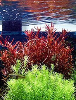 Rotala „Singapore Blood Red“ (Versand/ Abholung) - Mechernich