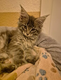 Maine Coon Mixkitten - Pirna