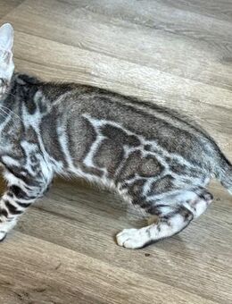 Bengal Kater Silber Platz vor Preis Wird 6 Monate - Dortmund