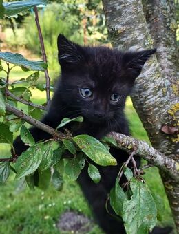 Katzenbaby BKH Mix - Holtland