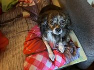 Chiwawa spitz mix - Senden (Bayern)