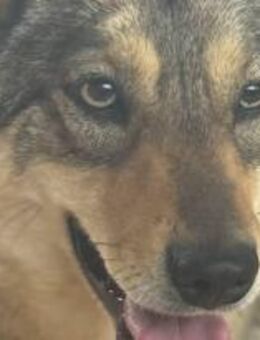 Kimiko nimmt sich zurück 🐾 - Elsdorf (Nordrhein-Westfalen)