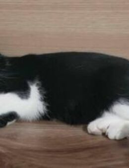 Glück im Unglück: Minouchette - München