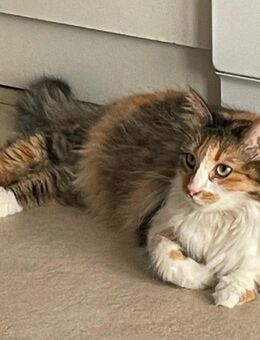 Liebe Hauskatze - München Aubing-Lochhausen-Langwied