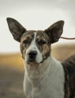 Floppy sucht ein Zuhause - München