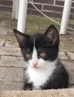 Verschmuste kleine Katze in Gute Hände abzugeben - Westerstede Zentrum