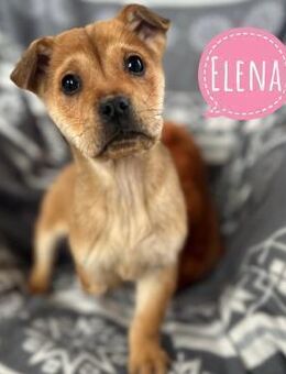 Elena ein Engelchen auf drei Pfoten - Flörsheim-Dalsheim