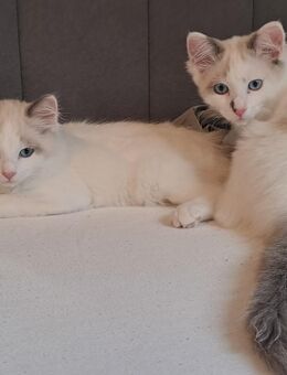 ✨ Süße Ragdoll Katzenbabys suchen ein liebevolles Zuhause 🐾 - Elmenhorst (Landkreis Herzogtum Lauenburg)