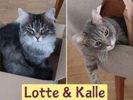 Kalle & Lotte suchen ein neues Zuhause - München