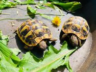 2 Schildkröten mit viel Equipment