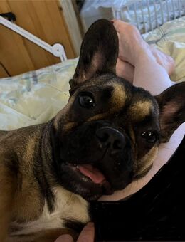 8 Monate alte Französische Bulldoggen Mädchen in allerbeste Hände abzugeben. Sehr gut erzogen und mit allem verträglich - Weinstadt