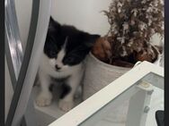 Kittens aus Frankfurt abzugeben - Frankfurt (Main)