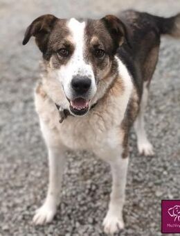 Maya auf der Suche nach ihrem Glück 🍀 - Spenge