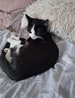 Süßes kitten sucht liebevolles zuhause - Bergkamen