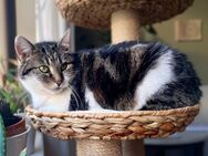 Hübsche Alma sucht ein liebevolles Zuhause - Hürth
