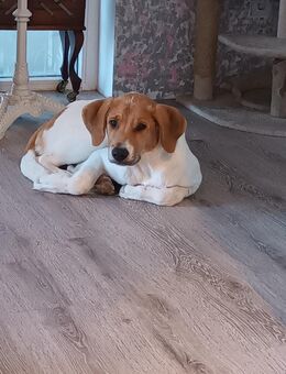 Labrador Beagel Mix fast 6 Monate - Neuhaus (Oste)