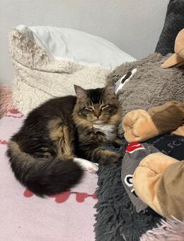 Katzen suchen ein neues Zuhause - Köln
