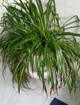 Grünlilien in allen Größen - Waldbreitbach