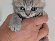BKH Britisch Kurzhaar Kitten - Lindau (Bodensee)