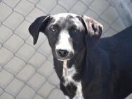 Negrita und 4 Geschwister warten Mr - Ludwigshafen (Rhein)