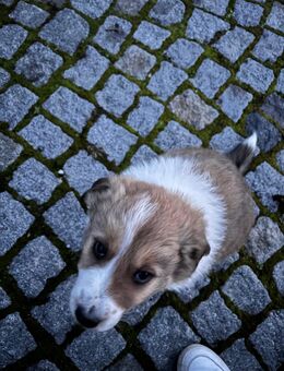 Bordercolli Welpen - Geisa