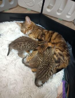 Bengal Mix Kitten - Rietberg