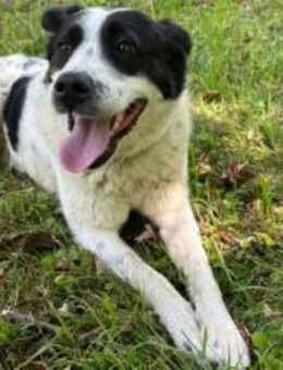 Freundliche Hundedame Silvia - München