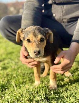 LUCiA ❤️ wurde von der Kette befreit 💪 - Mylau