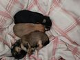 Yorkshire Terrier Welpen in 33442